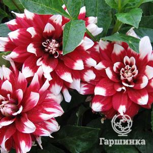 

Георгина Дуэт декоративная