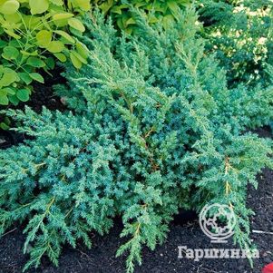 

Можжевельник чешуйчатый Блю Свид