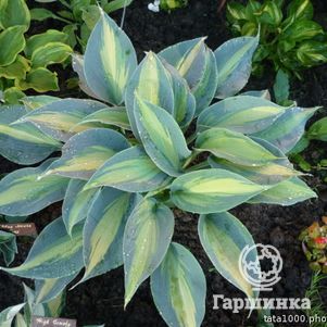 

Хоста Гранд Маркью (M)