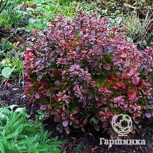 

Барбарис Тунберга Багатель