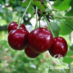 Вишня Изобильная 600₽