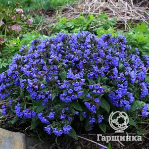 

Медуница Блю Энсайн