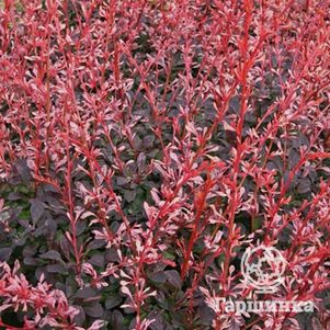 

Барбарис Тунберга Пинк Этрекшн