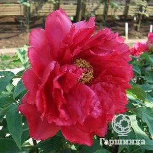 

Пион Асахи-минато/Гренэйд древовидный красный