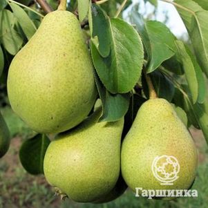 

Груша Северянка