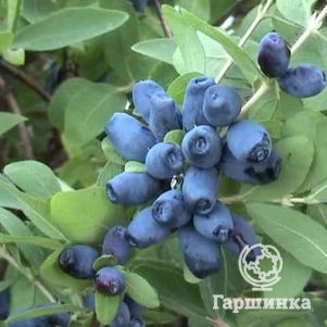 

Жимолость Амфора