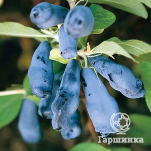 

Жимолость Морена