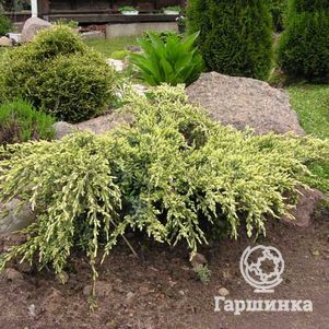 

Можжевельник чешуйчатый Холгер