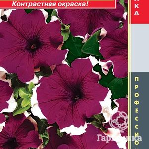 Петуния Пикоти Бургунди (Dreams) F1 крупноцветковая