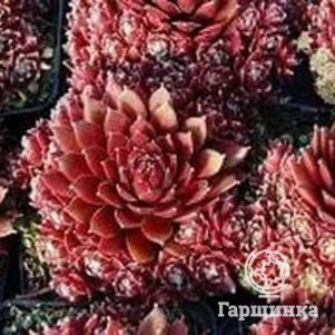 

Молодило Палисандер