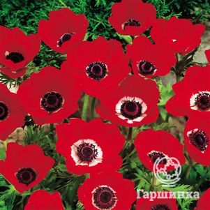 

Анемона (Ветреница) Голландия 10 шт