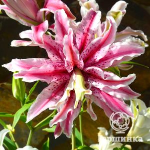 Лилия Мэджик Стар восточная махровая