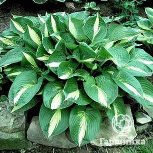 

Хоста Энн Кульпа (M)