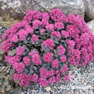 

Очиток (седум) Лидакензе