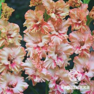 

Гладиолус Кисси Раффл 5 шт