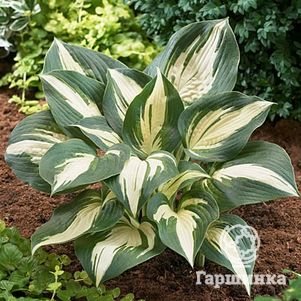 

Хоста Лейксайд Капкейк (M)