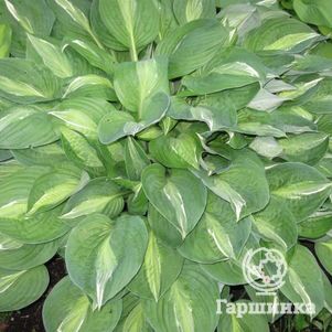 

Хоста Стриптиз (ML)