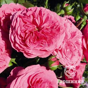 Роза Баронесса флорибунда, Тантау (лиц)