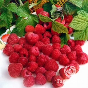 

Малина Барнаульская