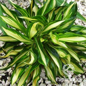 

Хоста Лейксайд Литл Тауф (S)