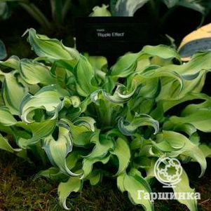 

Хоста Риппл Эфект (SM)