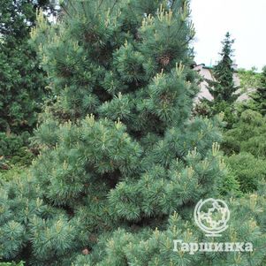 

Сосна Веймутова