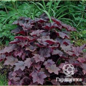 

Гейхера Палас Пурпл