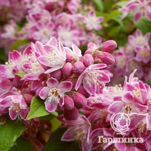 

Дейция Строуберри Филдс