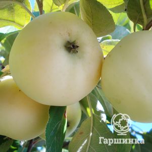 

Яблоня Белый налив