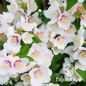 Чубушник Бель Этуаль