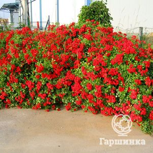

Роза Скарлет Мейланд Декор почвопокровная, Top Roses
