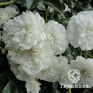 

Роза Свани почвопокровная, Топалович (лиц)