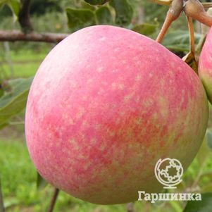 

Яблоня Слава победителям