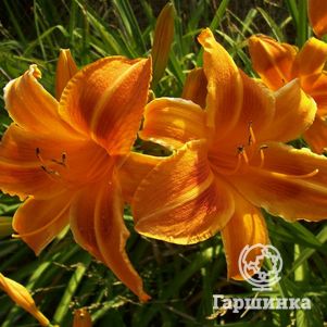 

Лилейник Рокет Сити