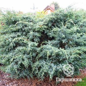 

Можжевельник чешуйчатый Мейери