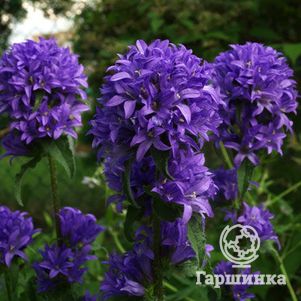 

Колокольчик скученный Фрея