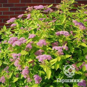 

Спирея японская Голден Принцесс