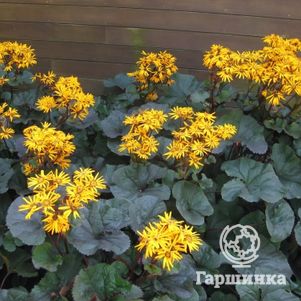 

Бузульник Твайлайт