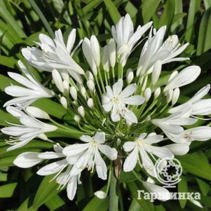 

Агапантус Альбус