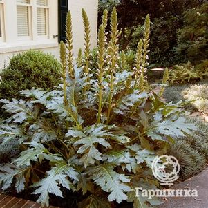 

Акант моллис (Медвежья лапа)