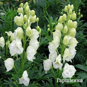 

Аконит (Борец клобучковый) Альбум