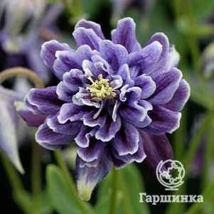 Аквилегия Криста Барлоу