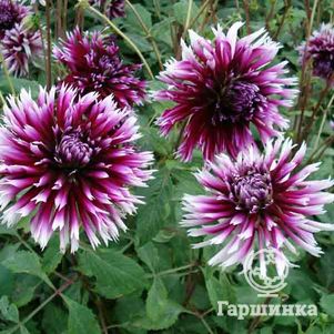 

Георгина Алауна Клер Обскур бахромчатая