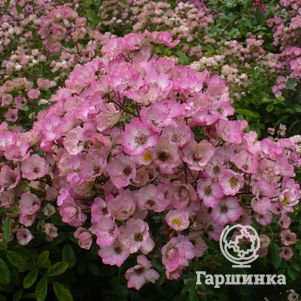 Роза Алден Бисен мускусная, Ленс (лиц)