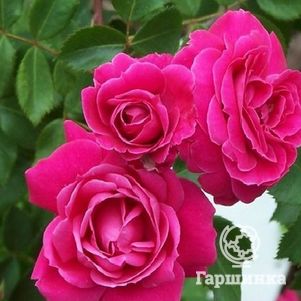 Роза Александр Маккензи канадская парковая (лиц)