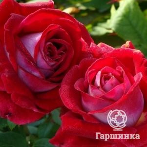 

Роза Альянс чайно-гибридная, Imperial Rose