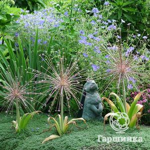 

Лук декоративный Шуберт 2шт