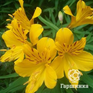 

Альстромерия Лютеа