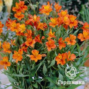 

Альстромерия Оранж Кинг