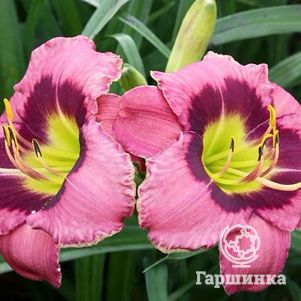 

Лилейник Олвэйс Автенун